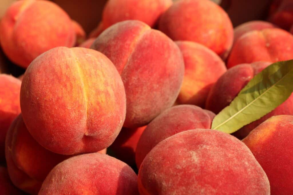peaches Ontario fruits